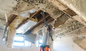 Why You Should Choose Our Mold Remediation Services in Johnsonburg, PA